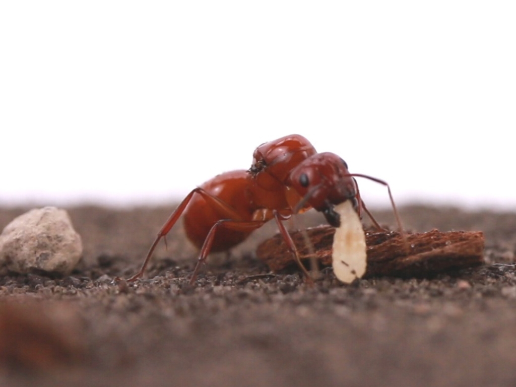 Camponotus castaneus